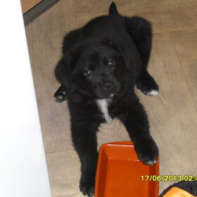 Hondenfoto van Tineke *Luna * Rambo (Brutus R.I.P)