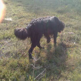 Shadow die nog steeds nat is
