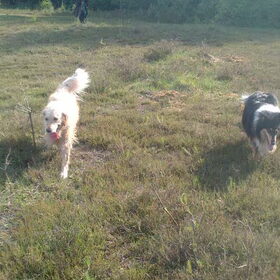 Tessa, Shelsey en Monty op wandelen :D