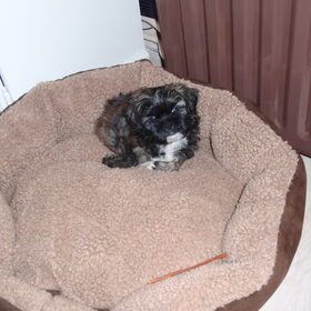 En dit is Simba onze nieuwste aanwinst .