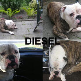 Dit is onze Diesel. Hij is nu 2 jaar en heeft zo zijn buien van…