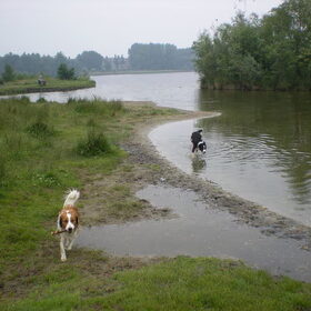 Hondenfoto van Willemke en Odie