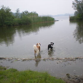 Hondenfoto van Willemke en Odie