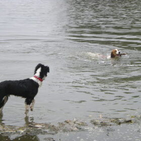 Hondenfoto van Willemke en Odie