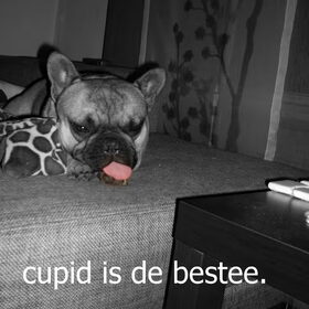 Hondenfoto van Roxanne en het bulletje Cupid :D