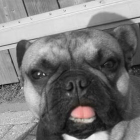 Hondenfoto van Roxanne en het bulletje Cupid :D