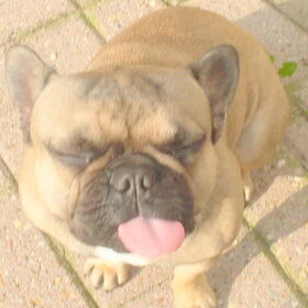 Hondenfoto van Roxanne en het bulletje Cupid :D