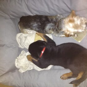 Hondenfoto van Sabine, Diesel & Roxz 