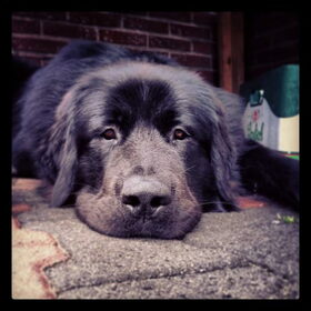Hondenfoto van Anouk & Balou<3