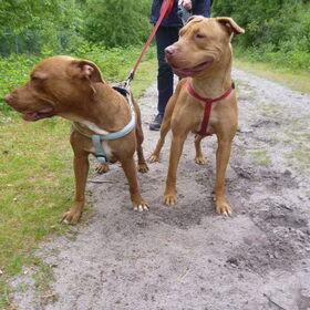 Hondenfoto van Marie-Rose & Tibootje (RIP) + Freya'tje