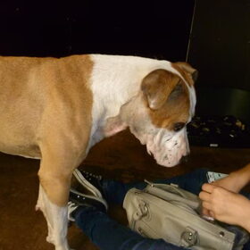 Mijn liefste maatje Alex...aangevallen door de andere hond des…