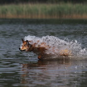 ons torpedootje :-)