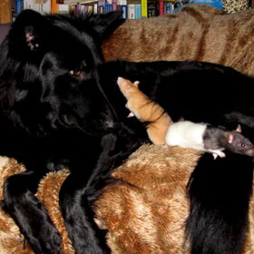Pepper met de ratjes. Ze is samen met ze opgegroeid, echte…