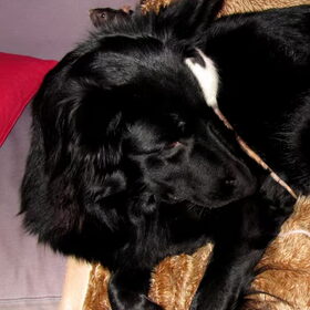 Pepper met haar maatje Bailey. Bailey is een pittige dame en…