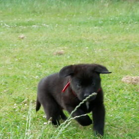 Hondenfoto van Tineke *Luna * Rambo (Brutus R.I.P)