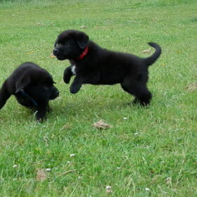 Hondenfoto van Tineke *Luna * Rambo (Brutus R.I.P)