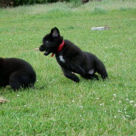 Hondenfoto van Tineke *Luna * Rambo (Brutus R.I.P)