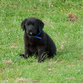 Hondenfoto van Tineke *Luna * Rambo (Brutus R.I.P)