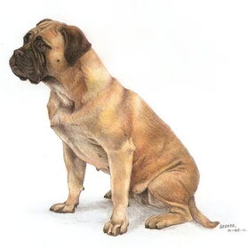 Een Bullmastiff, ik heb hier een referentie foto voor gebruikt…