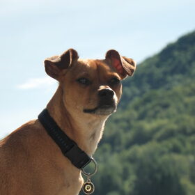 Hondenfoto van team border lolly