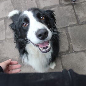 Lieve Chivaz!