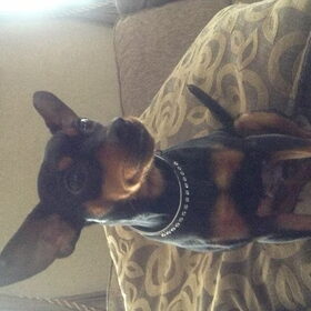 Hondenfoto van Phylicia scooby en ukkie:)