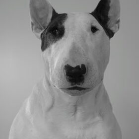 Hondenfoto van Hannah & Bink† en Beertje