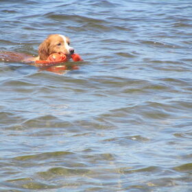 Hondenfoto van Sigrid, Sandy, Diva & Nala