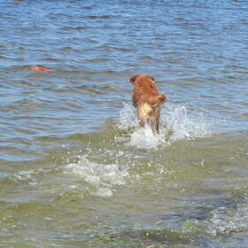 Hondenfoto van Sigrid, Sandy, Diva & Nala