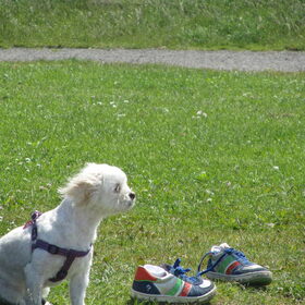 Hondenfoto van Sigrid, Sandy, Diva & Nala