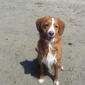 Hondenfoto van Sigrid, Sandy, Diva & Nala