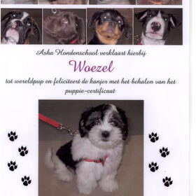 Puppycursus certificaat