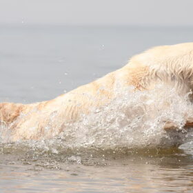 Lekker door het water!