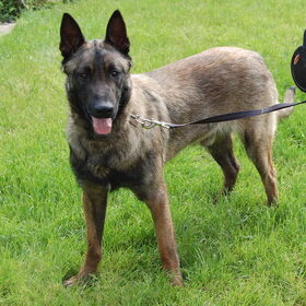 Ares, 1 jaar, kwam bij ons terug, sociaal verwaarloosd. Hij doet…