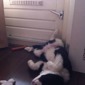 Hondenfoto van Willemke en Odie