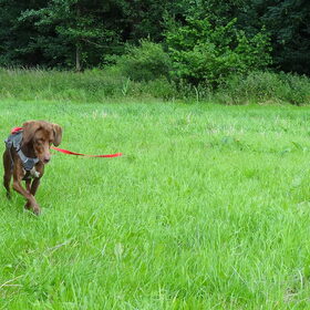 Waar is ie nou?! (Knardijk, 2 juli 2013)