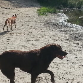 loonse-drunense duinen 2/7/13 (4)