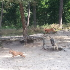 Hondenfoto van Lisanne, Misha, Tessa&Arrow
