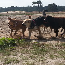 loonse-drunense duinen 2/7/13 (13)