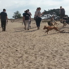 loonse-drunense duinen 2/7/13 (20)