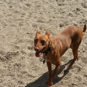 loonse-drunense duinen 2/7/13 (32)