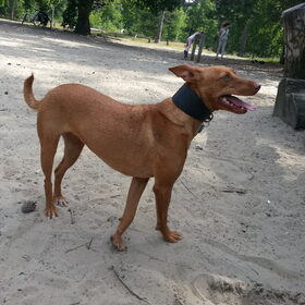 loonse-drunense duinen 2/7/13 (38)