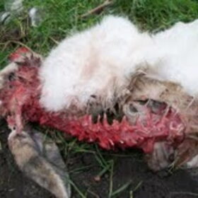 RIP Lizzie, het tamme konijn dat haar naam kende.