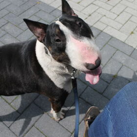 Wandelen met King!