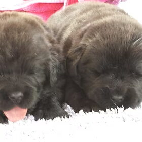 Hondenfoto van Ruud, Izzy, Juno (en Nina †)