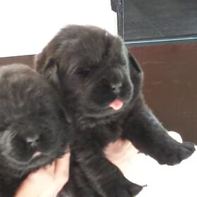Hondenfoto van Ruud, Izzy, Juno (en Nina †)