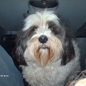 Hondenfoto van liesbeth,Turbo,Luna, Levi en Faith