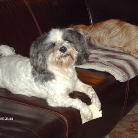 Hondenfoto van liesbeth,Turbo,Luna, Levi en Faith