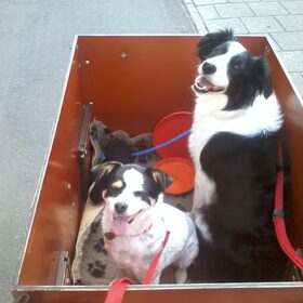 Hondenfoto van Inge, baasje van Sasha en Myra <3