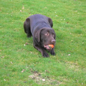 Hektor op de loer ;)